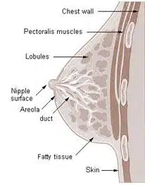 Anatomy of the breast. Plastic Surgery Clinicec of Eau Claire, Wisconsin | Dr. Ember Ewings  
