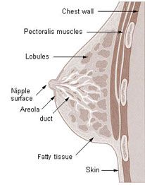 Breast diagram
Plastic Surgery Clinicec of Eau Claire, Wisconsin | Dr. Ember Ewings  
